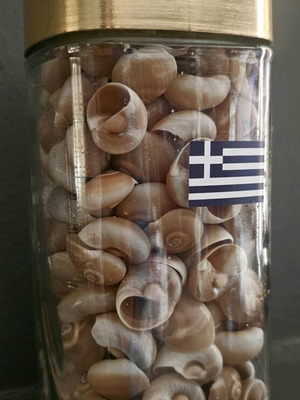 Shark Eye shells like new in jar for decoration and crafts
