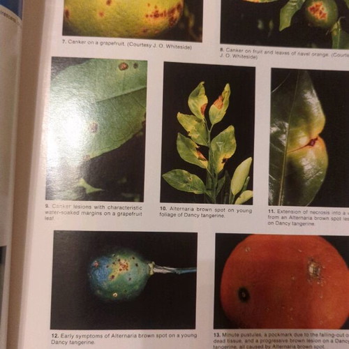 Compendium of Citrus Diseases new, citrus disease guide