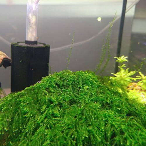 Weeping Moss aquarium plant new, easy care, moderate growth