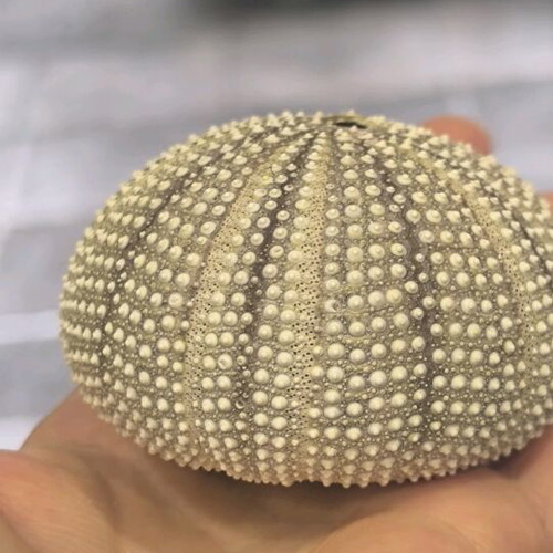 Sea Urchin Shell natural, like new