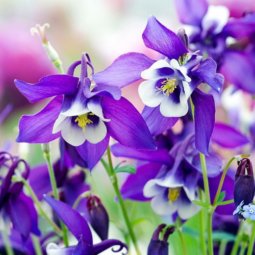 20 Aquilegia Vulgaris columbine flower seeds, perennial garden plant