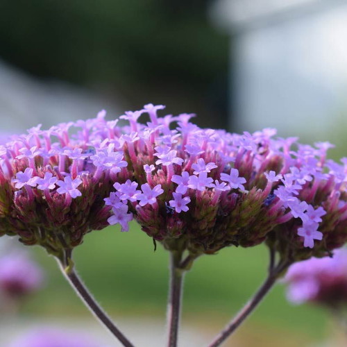 Verbena Purpletop Vervain perennial ornamental plant seeds, 30 pcs