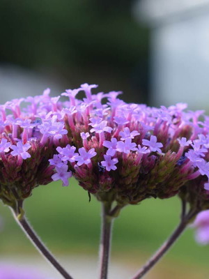 Verbena Purpletop Vervain perennial ornamental plant seeds, 30 pcs