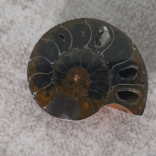 Ammonite fossil used with hole for jewelry