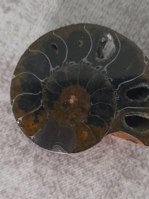 Ammonite fossil used with hole for jewelry
