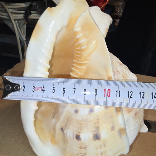 Cassis Cornuta shell used, large natural collectible 15cm