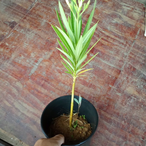 White Nerium Oleander plant new
