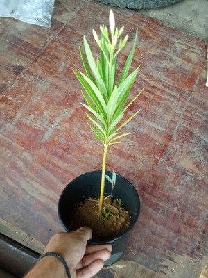 White Nerium Oleander plant new