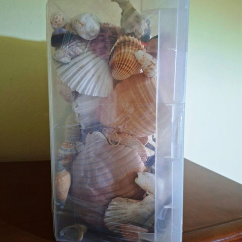 Large collection pack of natural seashells with box