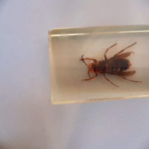 Insect collection like new in plexiglass