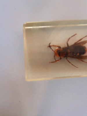 Insect collection like new in plexiglass
