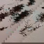 Χριστουγεννιάτικα λαμπάκια εσωτερικού χώρου