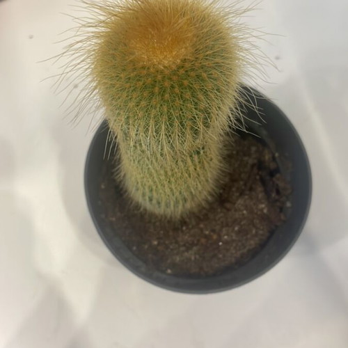 Cleistocactus cactus 11cm height new