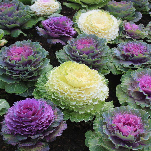 Ornamental Cabbage Brassica Oleracea seeds, 20 pcs, multicolored