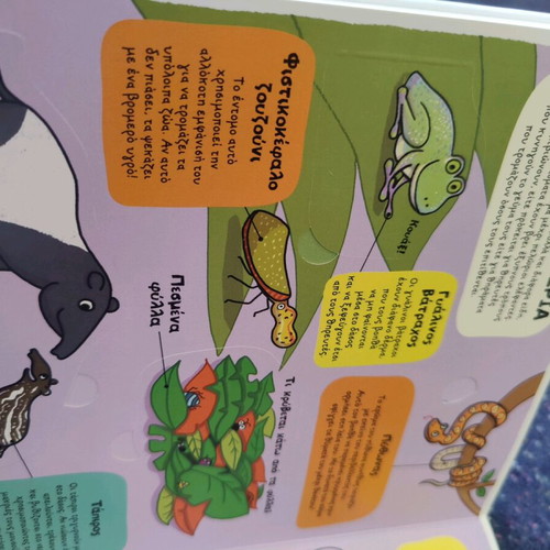 Rainforest children's book new