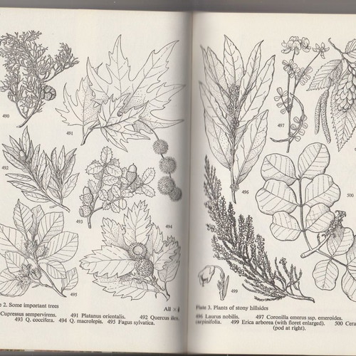 Book Flowers of Greece and the Aegean used, Huxley and Taylor