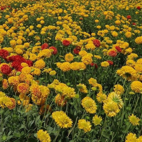 Multicolor Chrysanthemum Flower Seeds, pack of 25