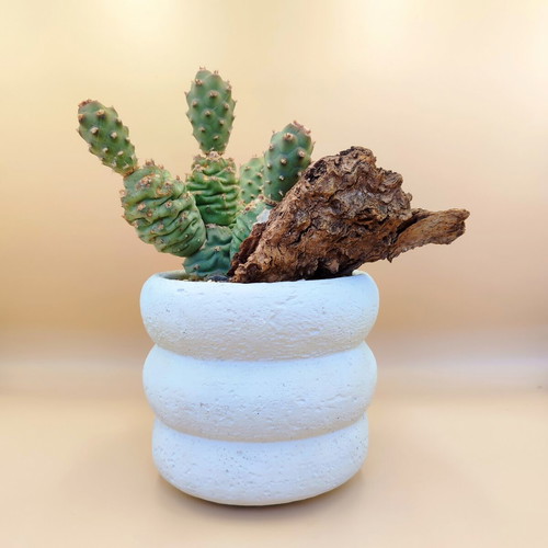 Mini desert landscape with Tephrocactus articulatus, new
