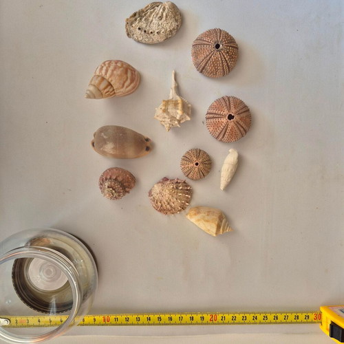 Decorative seashells like new, medium size, pack of 11