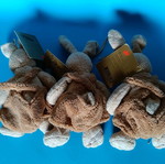 Kangaroo Teddy Bears new, pcs