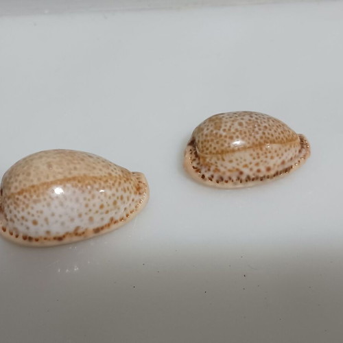 Cyprian Spurca new, pack of 4, 31-26 mm