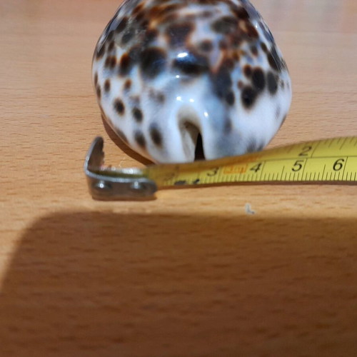Cypria Tiger Shell 9cm like new, rare find
