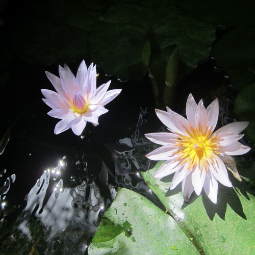 Nymphaea Violet-Blue Tropical Water Lily New