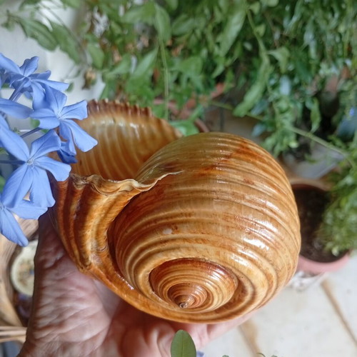 Tonna galea collectible seashell used, 100 years old