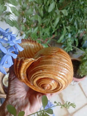 Tonna galea collectible seashell used, 100 years old