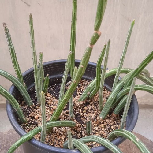 Senecio Stapeliformis succulent in medium pot, new
