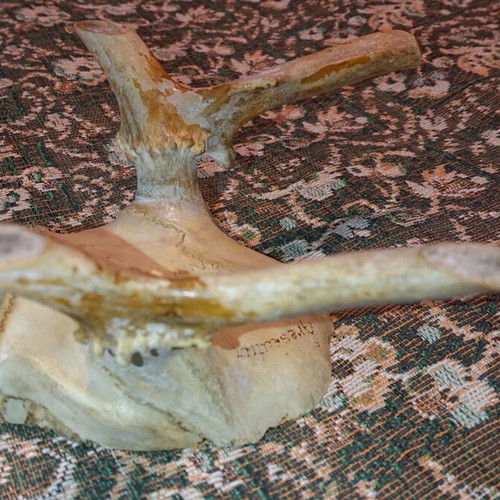 Northern Deer Trophy like new