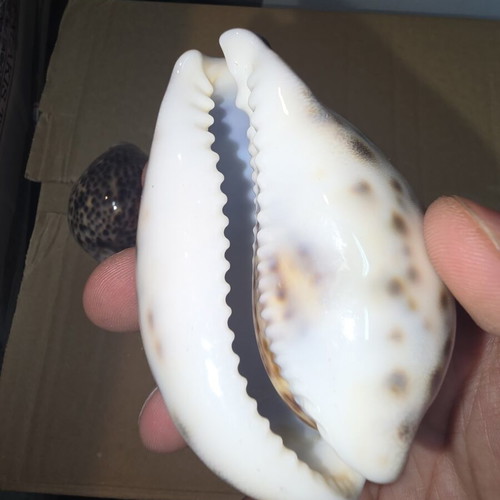 Tiger Cowrie Shells set of 5 like new