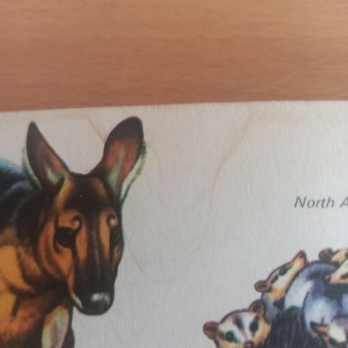 Book Mammals Strange & Exotic like new, 1965 English edition