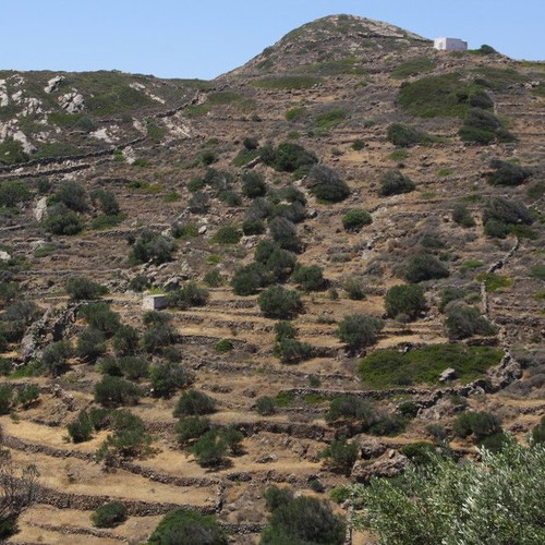 Agricultural land 2,370 m² with 21 olive trees, out of plan, mountain view in Elaionas