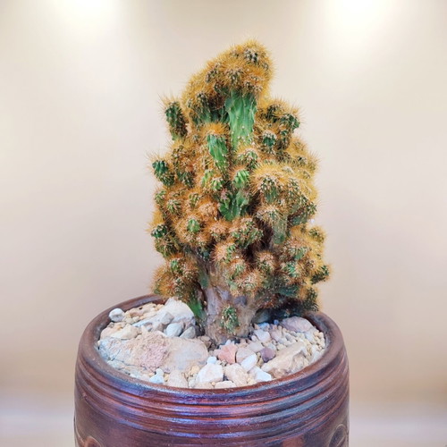Cereus Peruvianus Monstrosus cactus in ceramic pot new