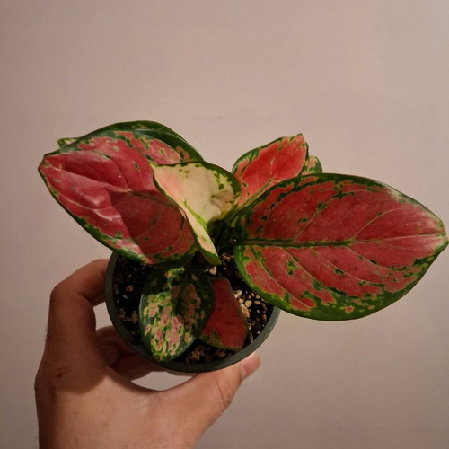 Aglaonema Cherry Baby Plant