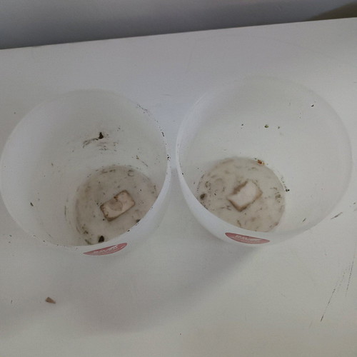Plastic orchid pots used, set of 2 pieces
