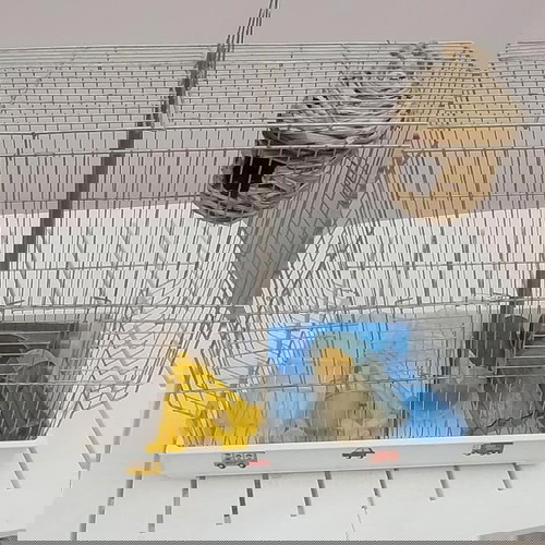 Κλουβί διπλό για καναρίνια σαν καινούργιο με φωλιά και ποτίστρες