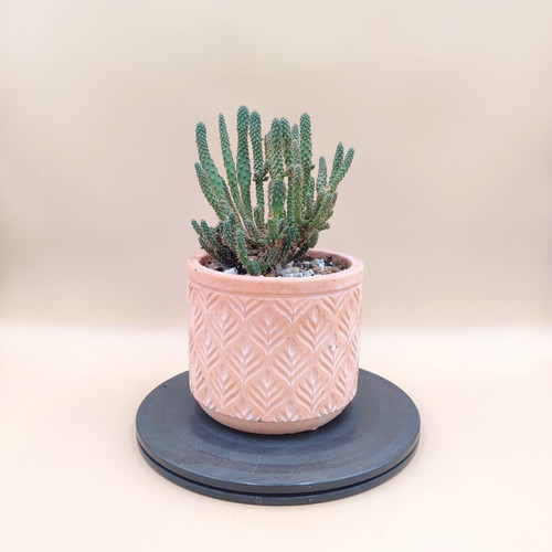 Opuntia Tuna Monstruosa Cactus in Ceramic Pot new
