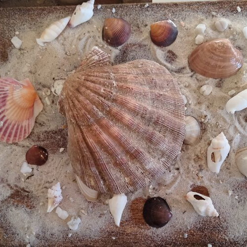 Lion's Paw Natural Seashell like new
