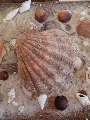 Lion's Paw Natural Seashell like new