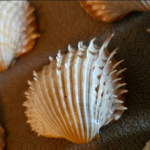 Acanthocardia seashells pack of 14 like new