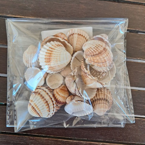 Natural seashell collection like new, pack of 25, various sizes