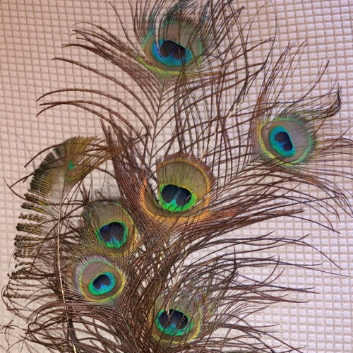 Set of 8 authentic peacock feathers like new, large and impressive