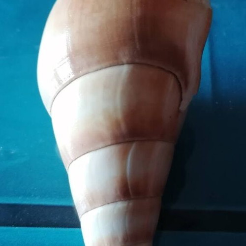 Medium Seashell #2 like new