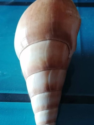 Medium Seashell #2 like new