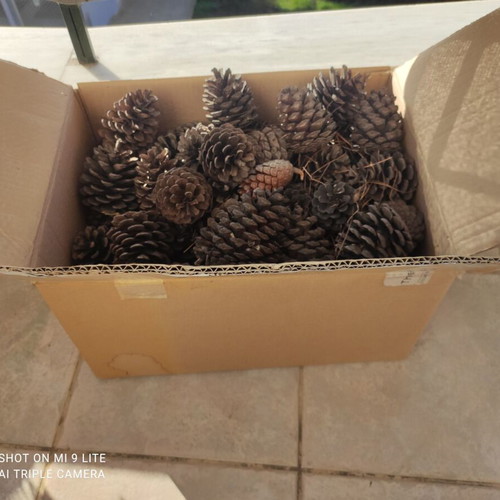 Natural pine cones like new, pack of 70, various sizes