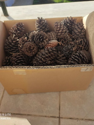 Natural pine cones like new, pack of 70, various sizes