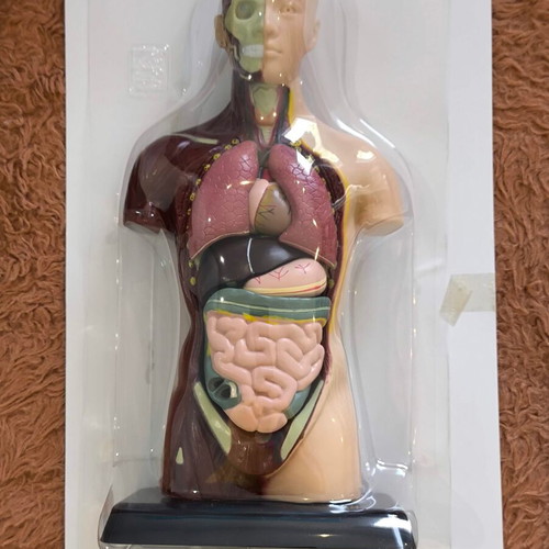 Human Torso 3D Puzzle Anatomical Model Kit