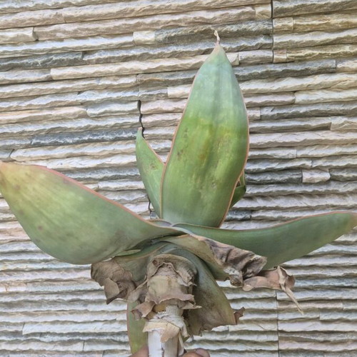 Aloe Striata new, large specimen with 23cm caudex